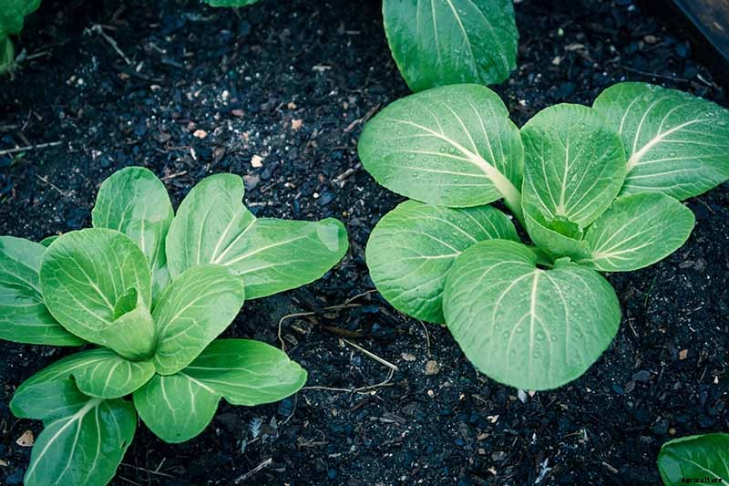 Bok Choy Spacing: How Far Apart to Plant Your Crop