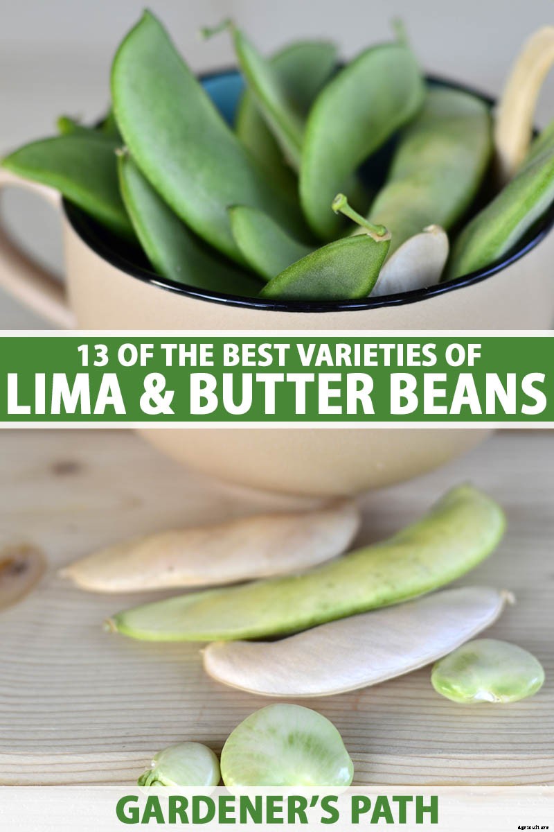 13 of the Best Lima and Butter Bean Cultivars to Grow in Your Garden