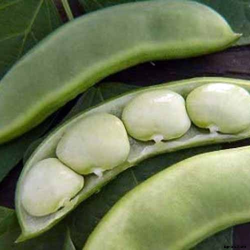 13 of the Best Lima and Butter Bean Cultivars to Grow in Your Garden