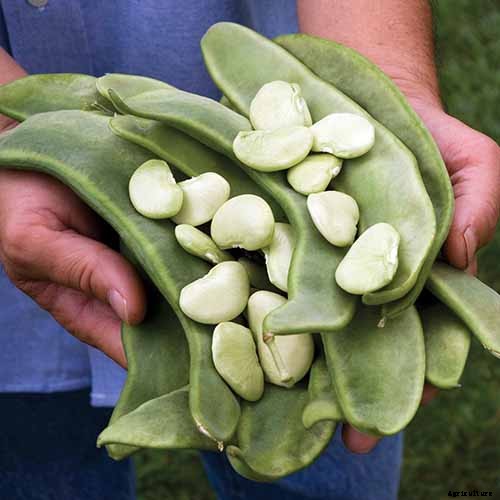 13 of the Best Lima and Butter Bean Cultivars to Grow in Your Garden
