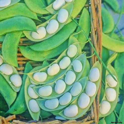 13 of the Best Lima and Butter Bean Cultivars to Grow in Your Garden