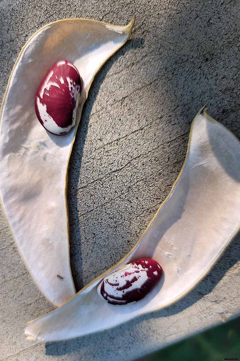 13 of the Best Lima and Butter Bean Cultivars to Grow in Your Garden