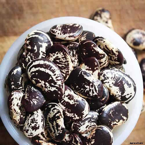 13 of the Best Lima and Butter Bean Cultivars to Grow in Your Garden