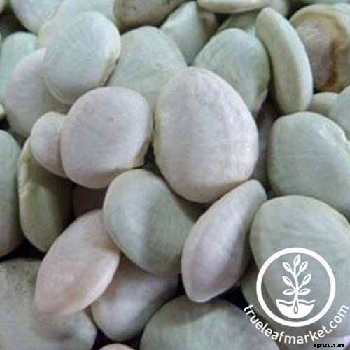 13 of the Best Lima and Butter Bean Cultivars to Grow in Your Garden