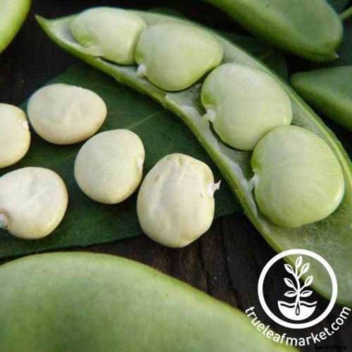 13 of the Best Lima and Butter Bean Cultivars to Grow in Your Garden