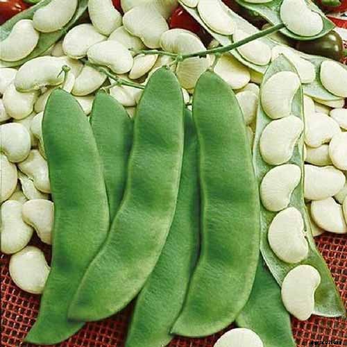 13 of the Best Lima and Butter Bean Cultivars to Grow in Your Garden