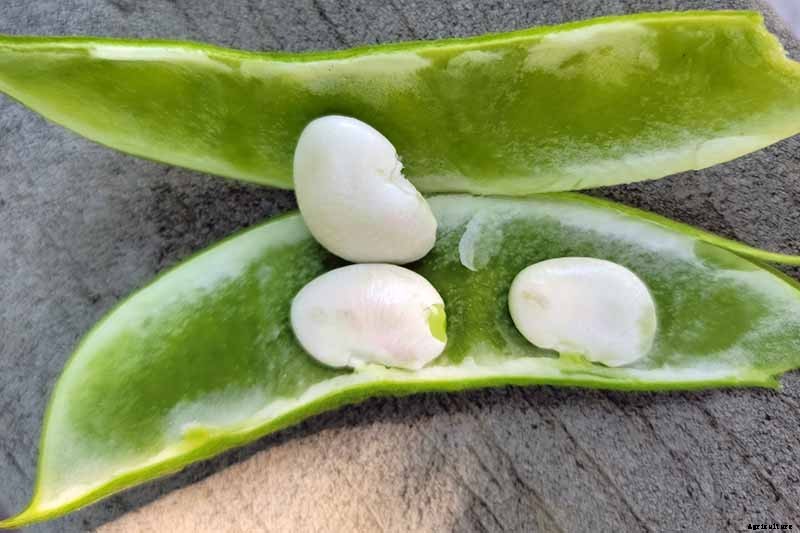 13 of the Best Lima and Butter Bean Cultivars to Grow in Your Garden