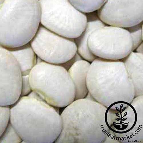 13 of the Best Lima and Butter Bean Cultivars to Grow in Your Garden