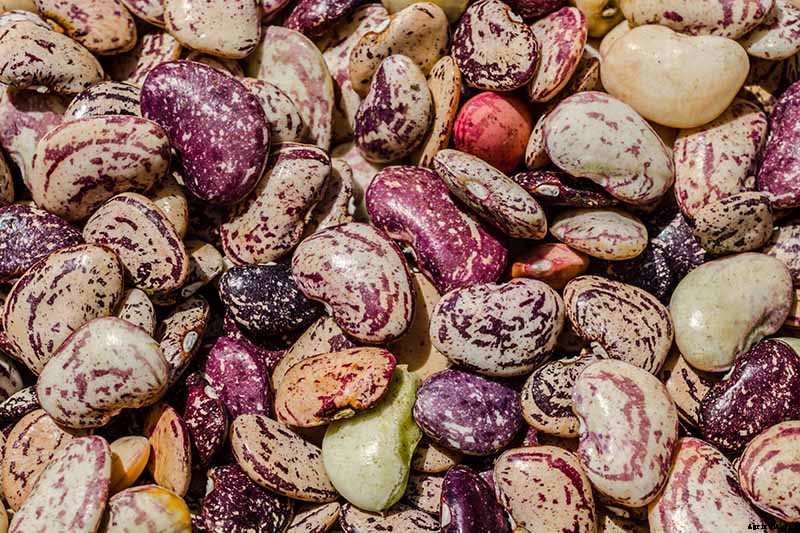 13 of the Best Lima and Butter Bean Cultivars to Grow in Your Garden