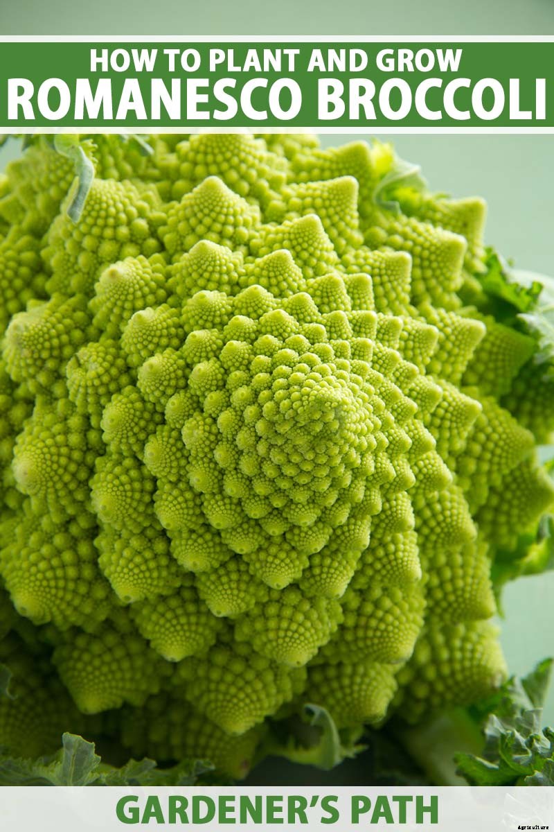 How to Grow and Care for Romanesco Broccoli