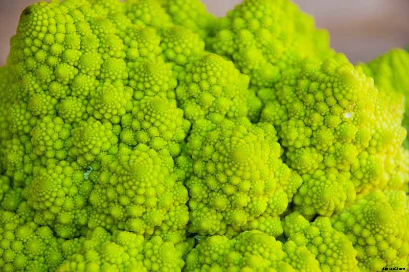 How to Grow and Care for Romanesco Broccoli