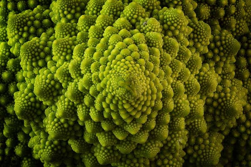 How to Grow and Care for Romanesco Broccoli