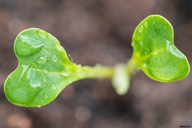 How to Grow and Care for Romanesco Broccoli