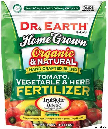 How to Grow and Care for Romanesco Broccoli