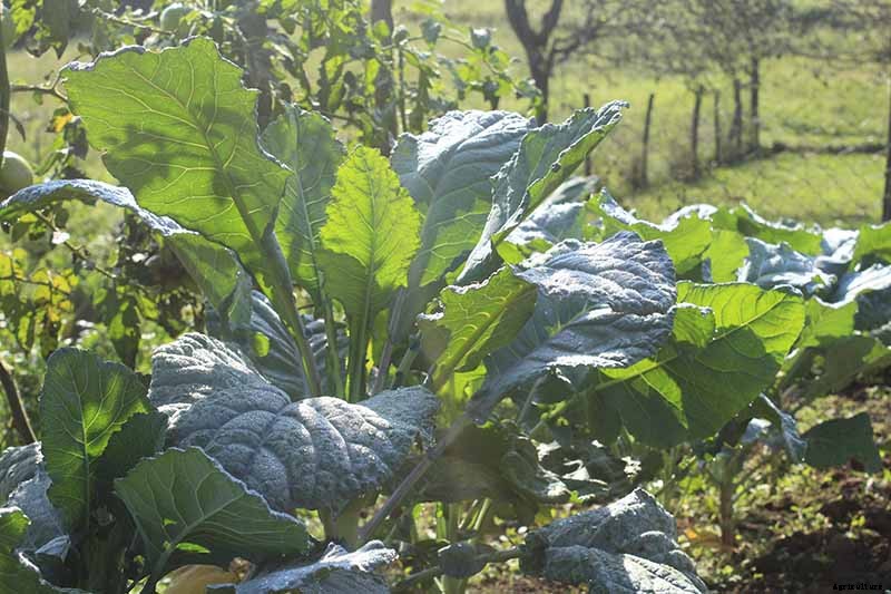 How to Grow and Care for Romanesco Broccoli