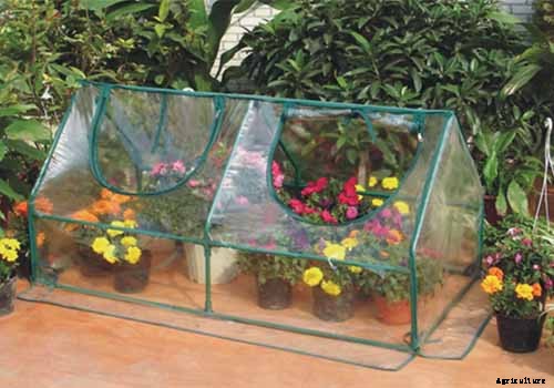 How to Grow and Care for Romanesco Broccoli