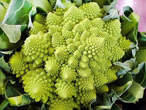 How to Grow and Care for Romanesco Broccoli