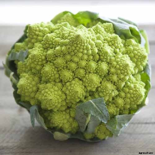 How to Grow and Care for Romanesco Broccoli
