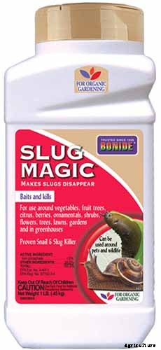 How to Grow and Care for Romanesco Broccoli