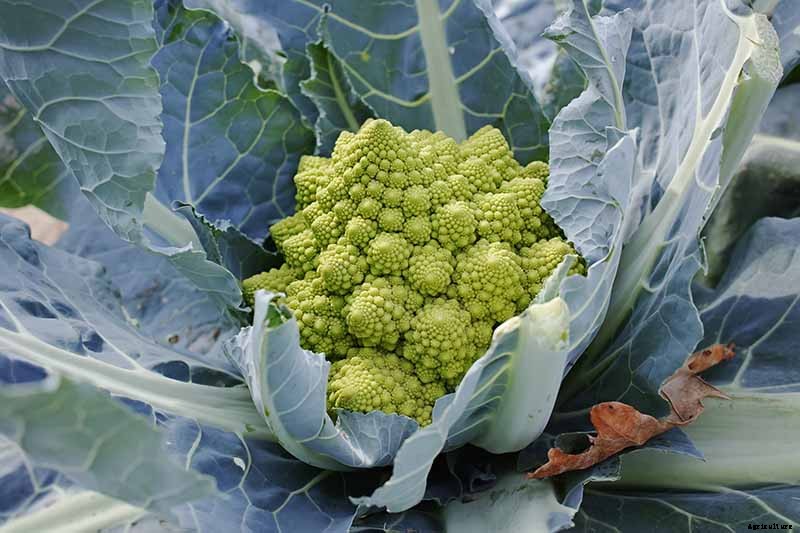 How to Grow and Care for Romanesco Broccoli