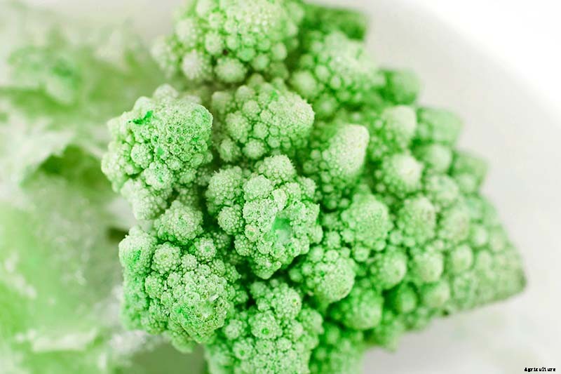 How to Grow and Care for Romanesco Broccoli