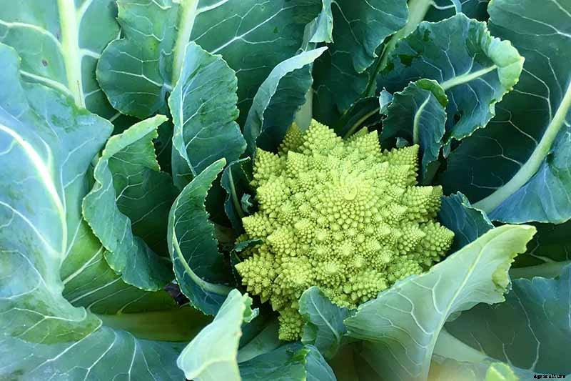 How to Grow and Care for Romanesco Broccoli