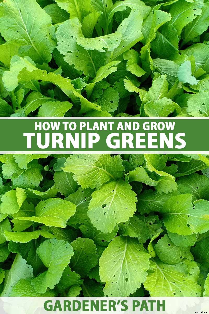 How to Grow Tasty Turnip Greens at Home