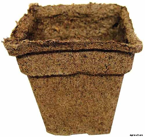 How to Grow Tasty Turnip Greens at Home