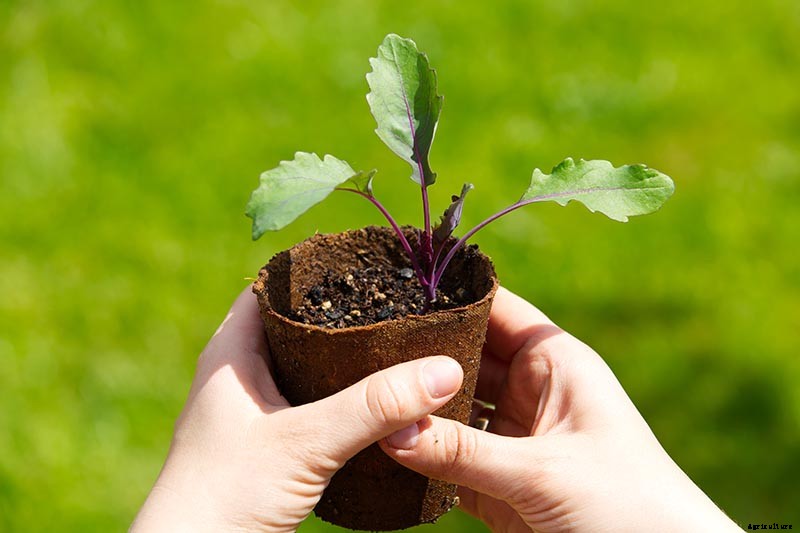 How to Grow Tasty Turnip Greens at Home