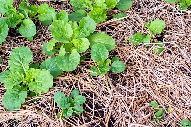How to Grow Tasty Turnip Greens at Home