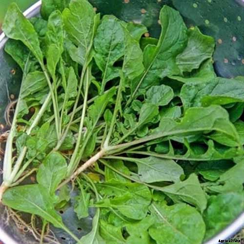 How to Grow Tasty Turnip Greens at Home
