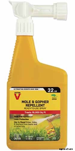 How to Grow Tasty Turnip Greens at Home