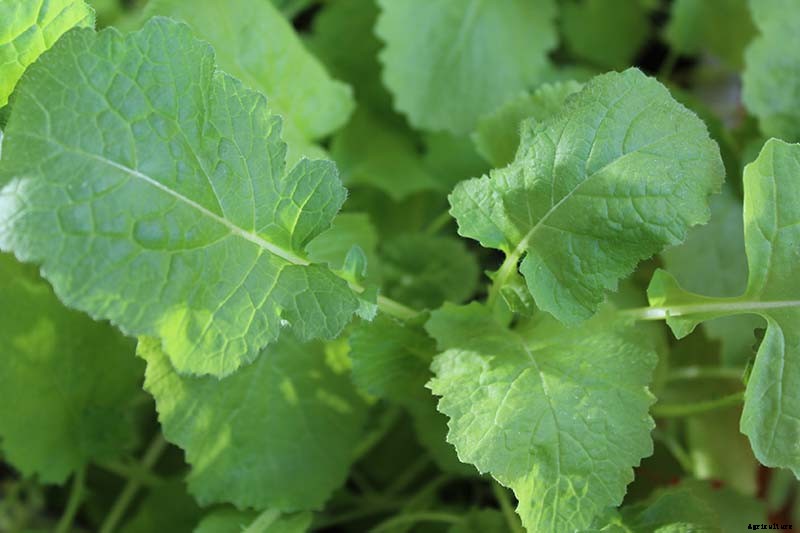 How to Grow Tasty Turnip Greens at Home
