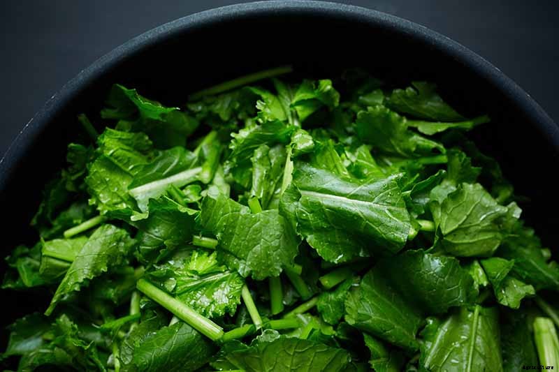 How to Grow Tasty Turnip Greens at Home
