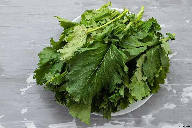 How to Grow Tasty Turnip Greens at Home