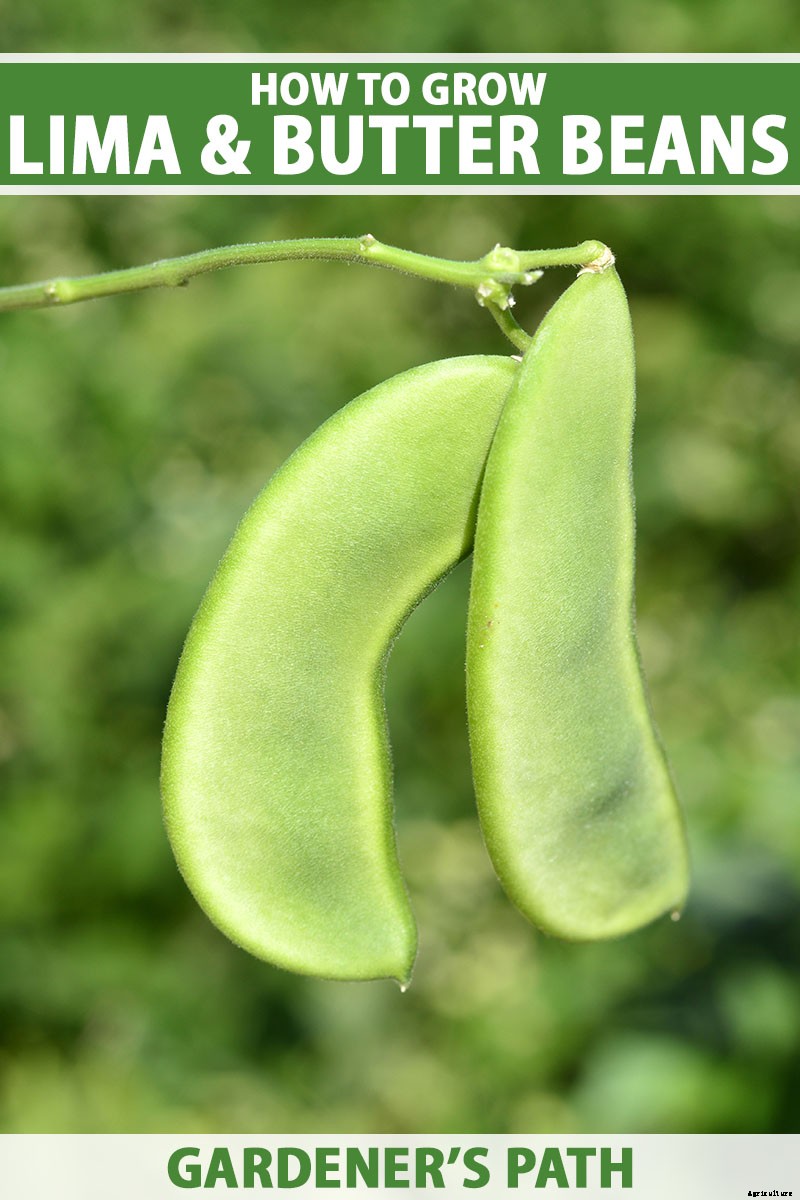 How to Grow Lima and Butter Beans in the Garden