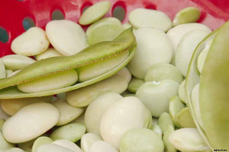 How to Grow Lima and Butter Beans in the Garden