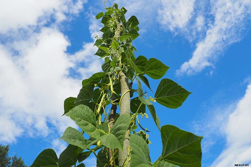 How to Grow Lima and Butter Beans in the Garden