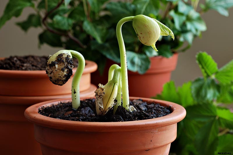 How to Grow Lima and Butter Beans in the Garden