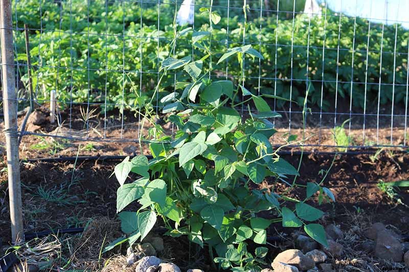 How to Grow Lima and Butter Beans in the Garden
