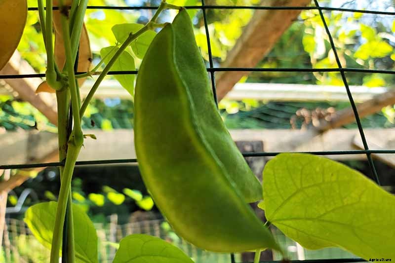 How to Grow Lima and Butter Beans in the Garden