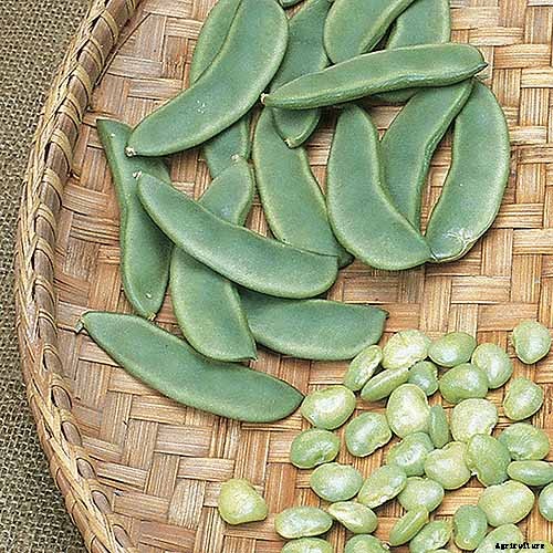 How to Grow Lima and Butter Beans in the Garden