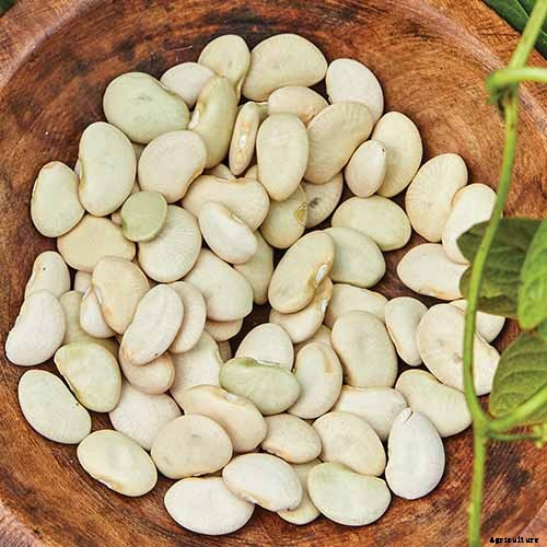 How to Grow Lima and Butter Beans in the Garden