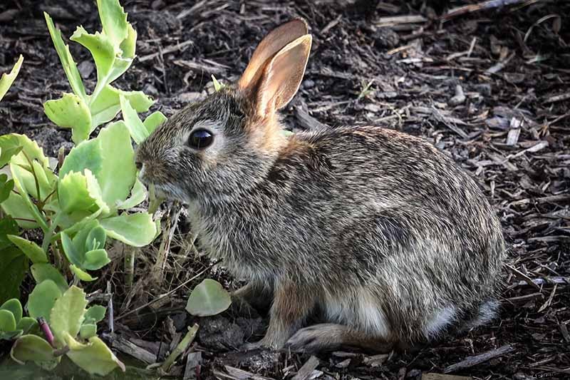 How to Grow Lima and Butter Beans in the Garden