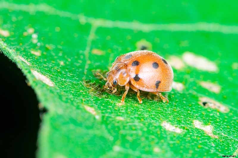 How to Grow Lima and Butter Beans in the Garden