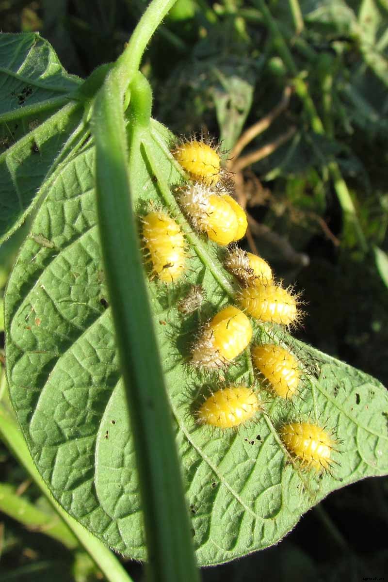 How to Grow Lima and Butter Beans in the Garden