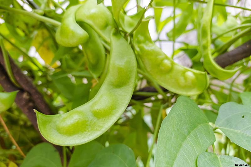 How to Grow Lima and Butter Beans in the Garden