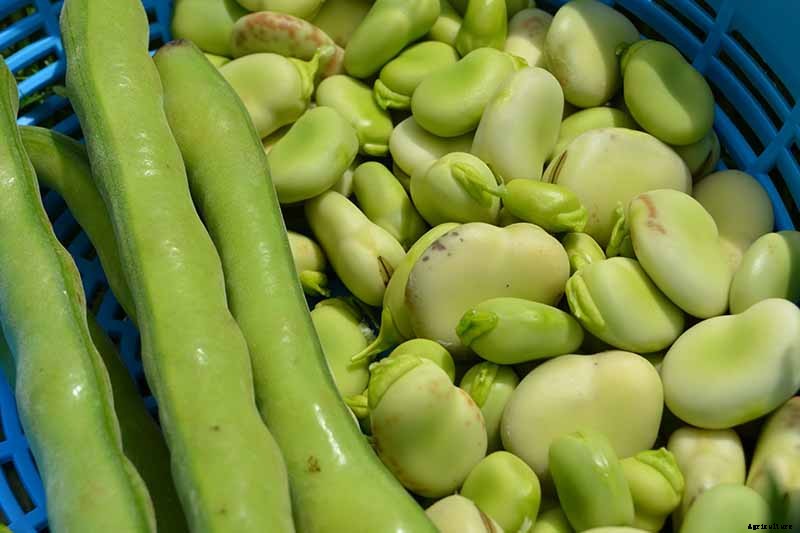 How to Grow Lima and Butter Beans in the Garden