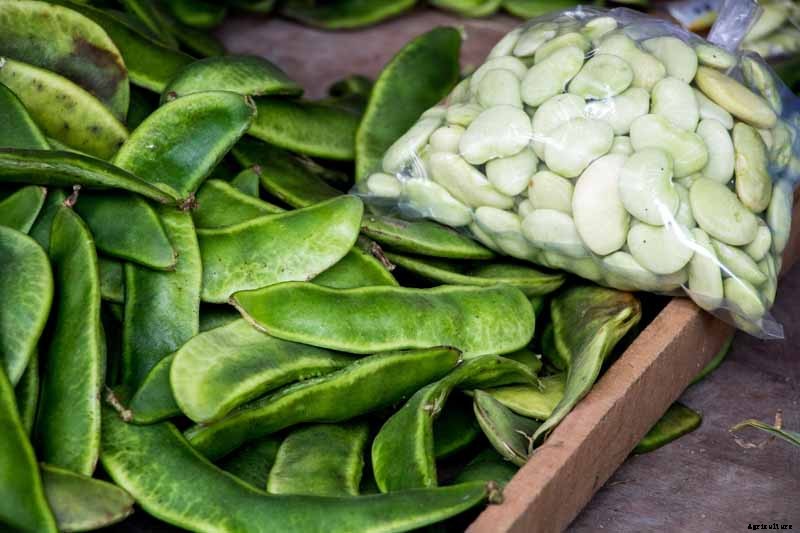 How to Grow Lima and Butter Beans in the Garden