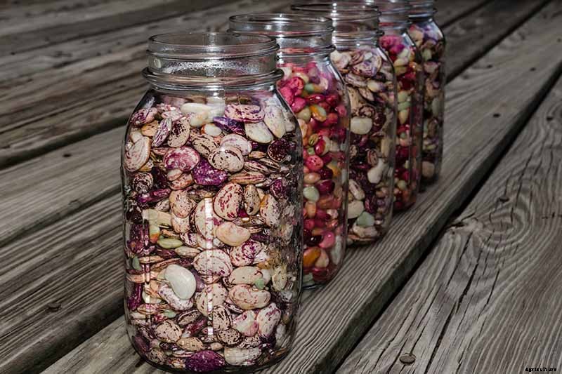 How to Grow Lima and Butter Beans in the Garden